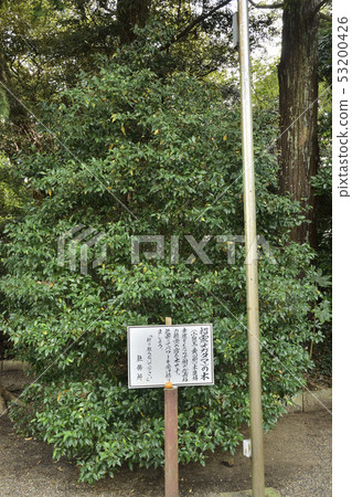 聖靈之樹 53200426