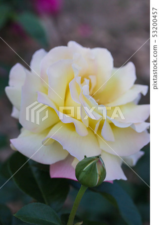 rose rose 53200457