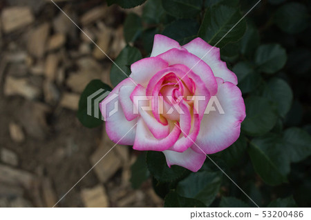 rose 53200486