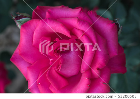 rose rose 53200503