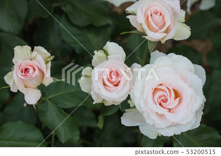 rose rose 53200515