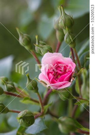 rose 53200523