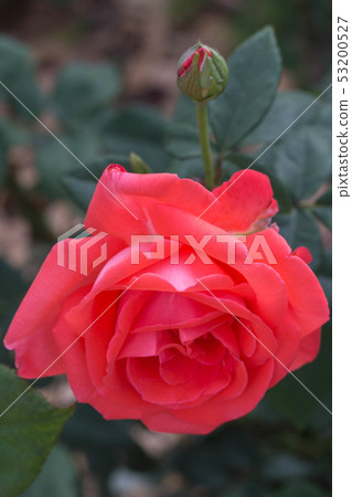 rose 53200527