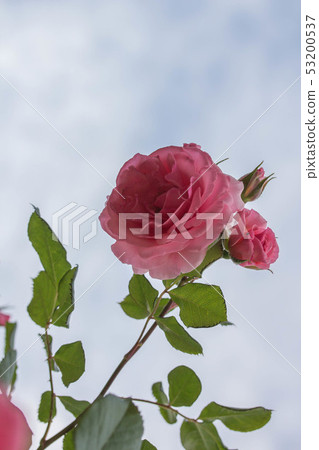 rose rose 53200537