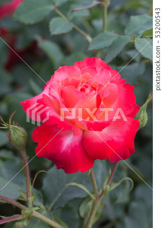 rose rose 53200543