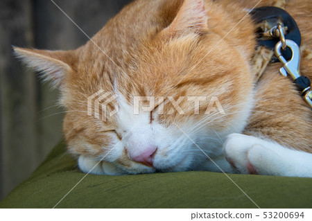 比丘松山城，貓城堡的主人三十郎 53200694