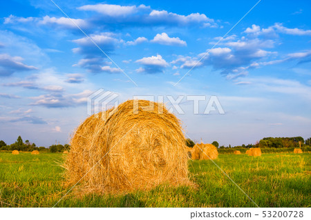 Hay bale. Agriculture field with sky. Rural nature 53200728