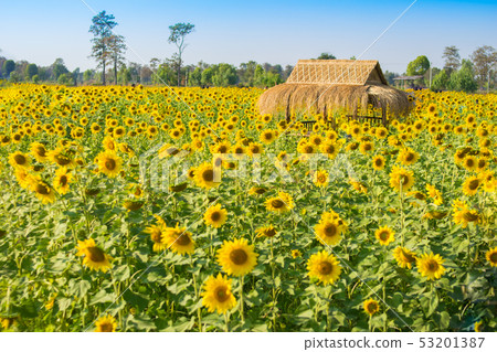 sunflower field with the hut 53201387