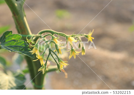 Tomato flowers Tomato flowers 53202215