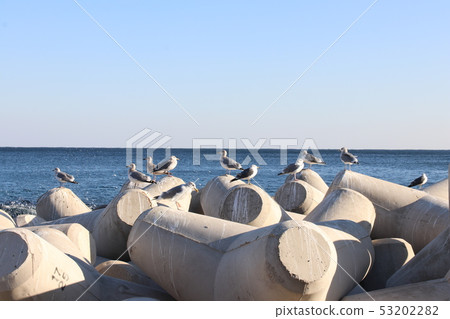 海鷗 海鷗 53202282