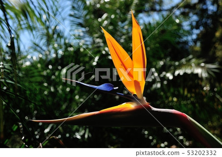 Strelitian flowers 53202332