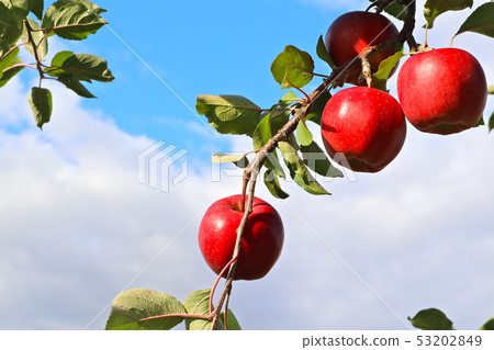 Apple tree 53202849