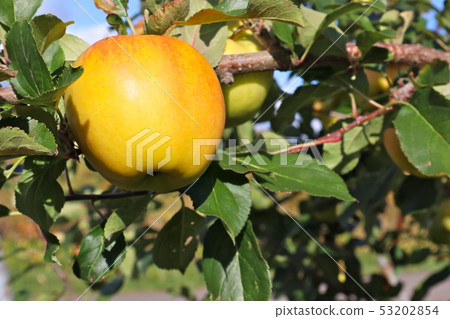 蘋果樹 蘋果樹 53202854