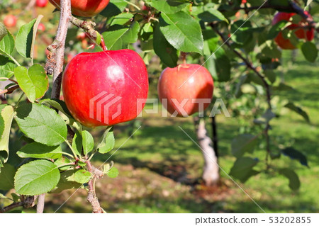 Apple tree 53202855