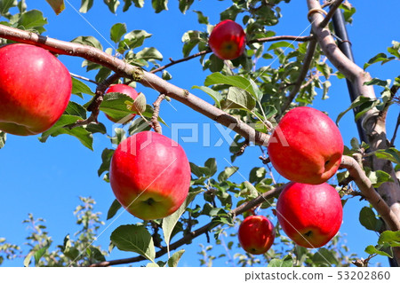 蘋果樹 53202860