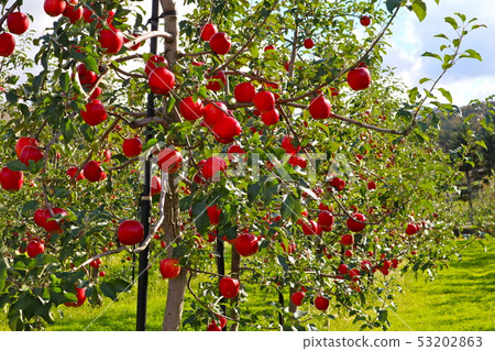 蘋果樹 53202863
