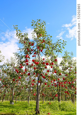 Apple tree 53202865