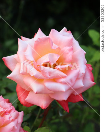 Shiny pink rose 53203203