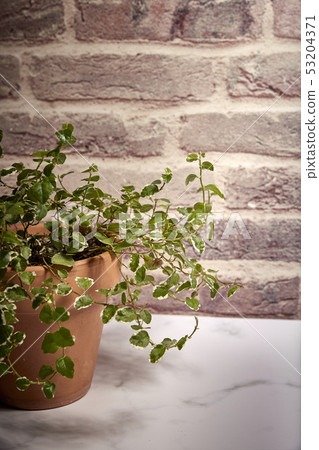 green plant in a terracotta pot green plant in a terracotta pot 53204371