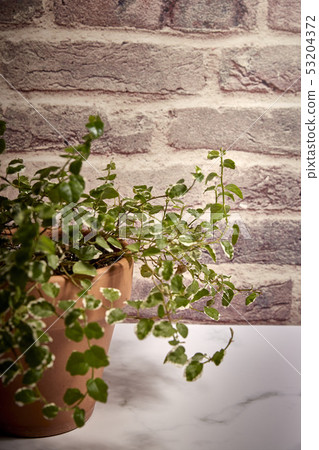 green plant in a terracotta pot green plant in a terracotta pot 53204372