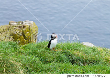 Atlantic puffin from Borgarfjordur fjord, east Atlantic puffin from Borgarfjordur fjord, east 53204770
