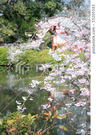 Shinsenen, the first branch of the fallen cherry blossoms of the Honsei-no-ike, the Yamei Daimei Shrine 53205583