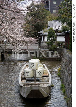 Takase River, Ichinofune, Sakura Takase 53205594