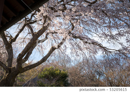 Tokiwako-ji Temple, the large tree of the weeping cherry tree Tokiwako-ji Temple, the large tree of the weeping cherry tree 53205615