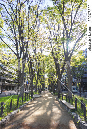 Jozenji Street Fresh green Sendai Avenue Spring 53207293