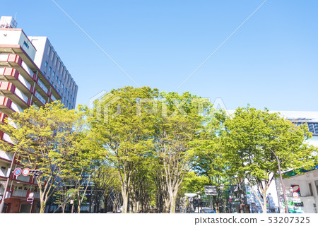 Jozenji Street Fresh green Sendai Avenue Spring 53207325