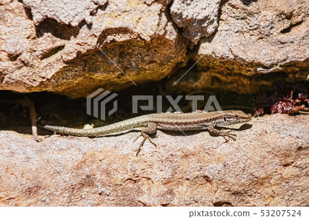 Viviparous lizard (Lacerta vivipara) Viviparous lizard (Lacerta vivipara) 53207524