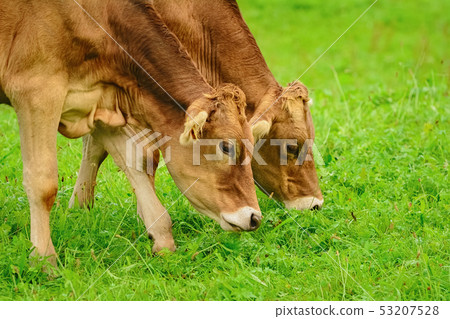 Cows in the Pasture Cows in the Pasture 53207528