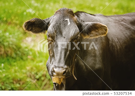 Portrait of Cow Portrait of Cow 53207534