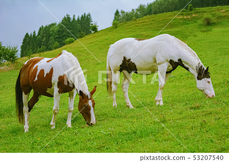 Horses on the pasture 53207540