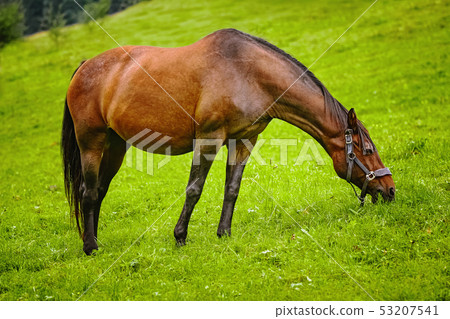 Horse on the pasture 53207541