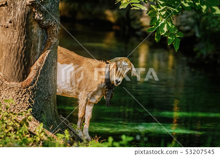 Goat near tree Goat near tree 53207545