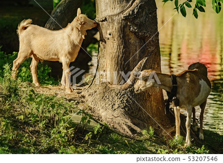 Goats on the bank of a river 53207546
