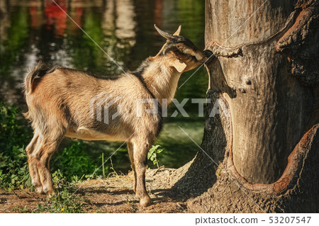 Goat near tree 53207547