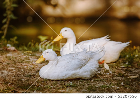 Duks on the shore 53207550