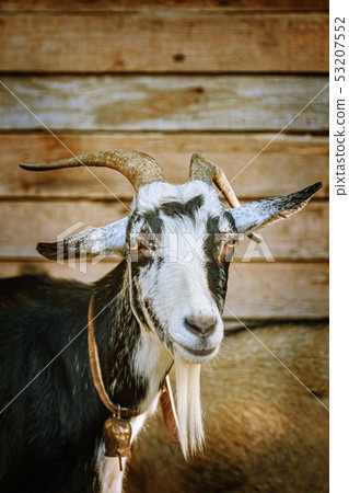 Portrait of Goat Portrait of Goat 53207552