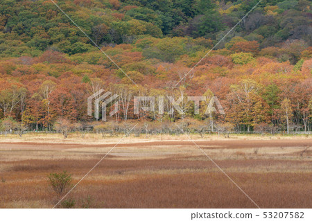 Nikko, Tochigi Oku Nikko Odadaihara (October) 53207582