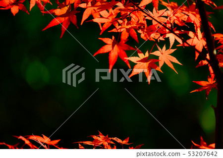 楓葉 楓葉 53207642