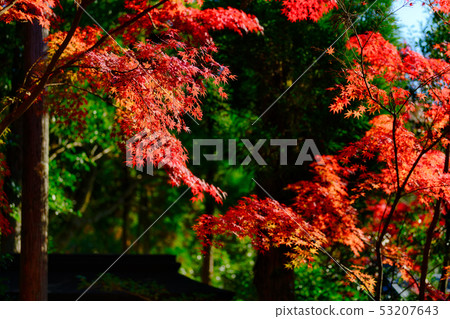 楓葉 53207643