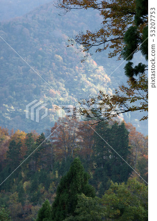 Tottori Four season walk Autumn Oshikakei 53207753