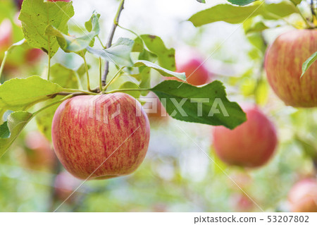 Sun Tsugaru Apple Orchard 53207802