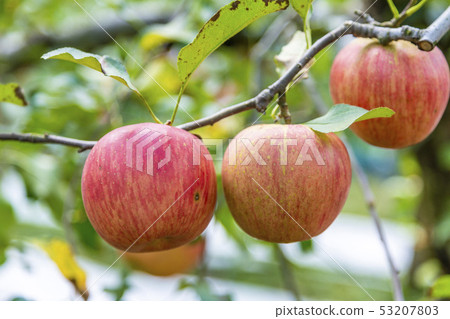 Sun Tsugaru Apple Orchard Sun Tsugaru Apple Orchard 53207803