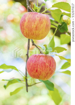 Sun Tsugaru Apple Orchard 53207817