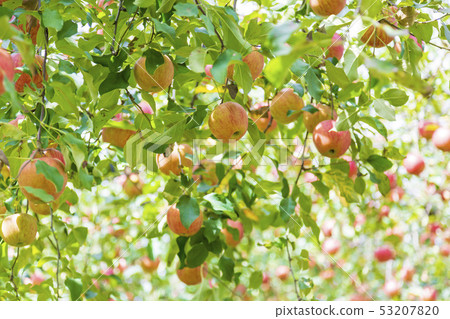 Sun Tsugaru Apple Orchard Sun Tsugaru Apple Orchard 53207820