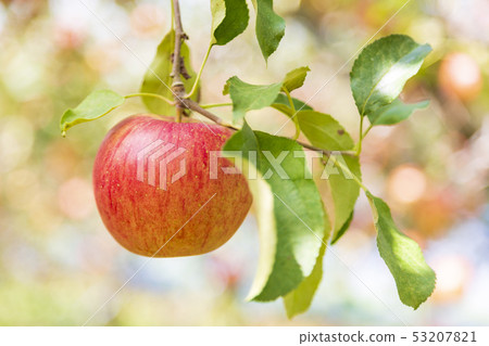 Sun Tsugaru Apple Orchard 53207821