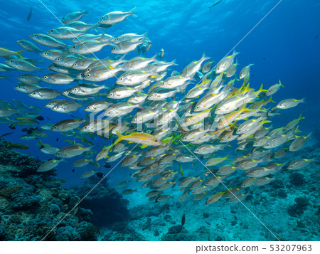 Flock of the acahipe Flock of the acahipe 53207963